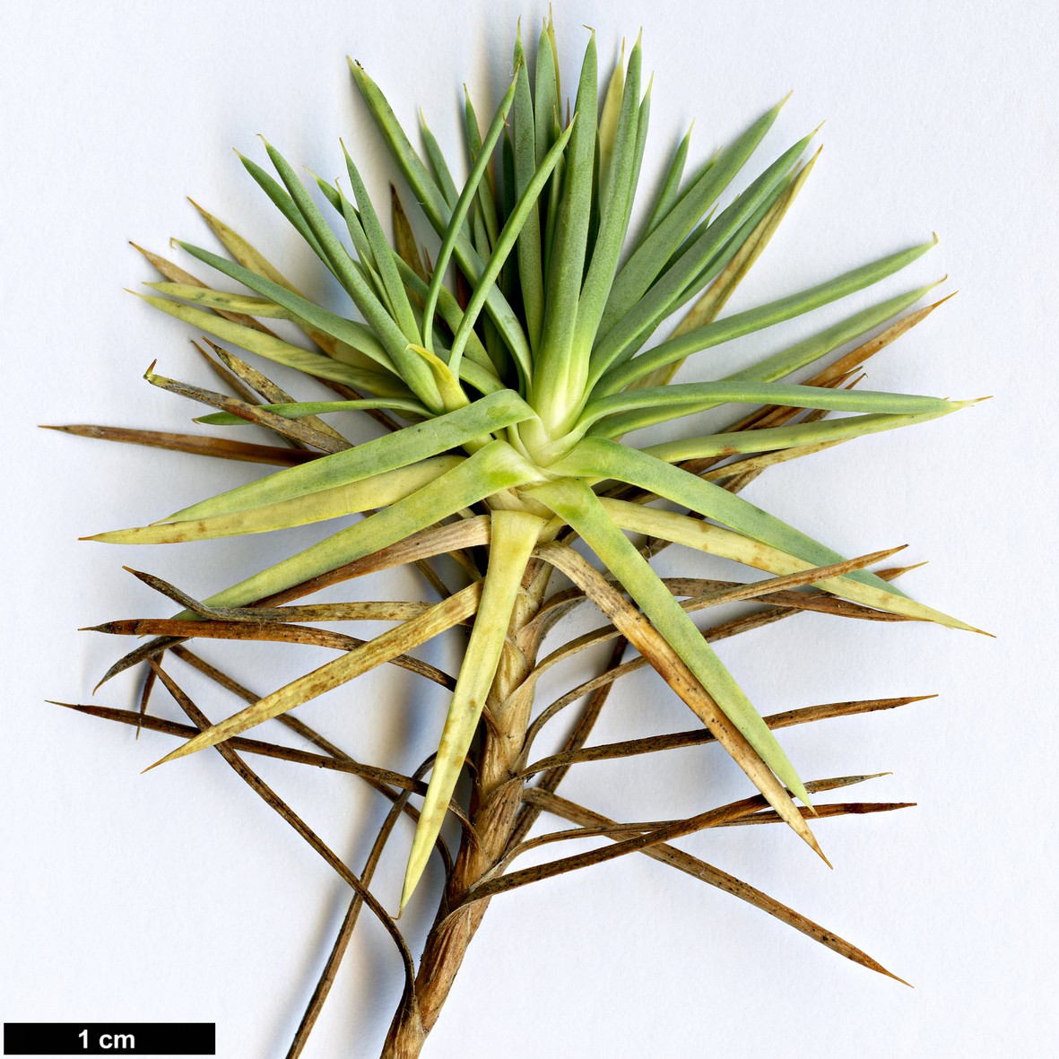 High resolution image: Family: Plumbaginaceae - Genus: Acantholimon - Taxon: ulicinum - SpeciesSub: var. creticum